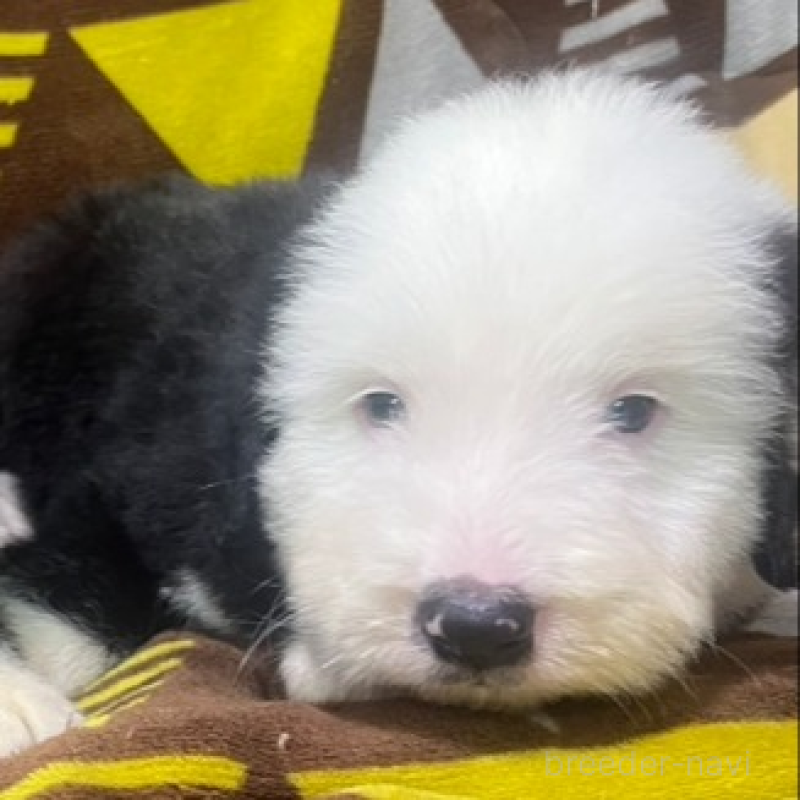 販売中の大分県のミックス犬-403813の1枚目